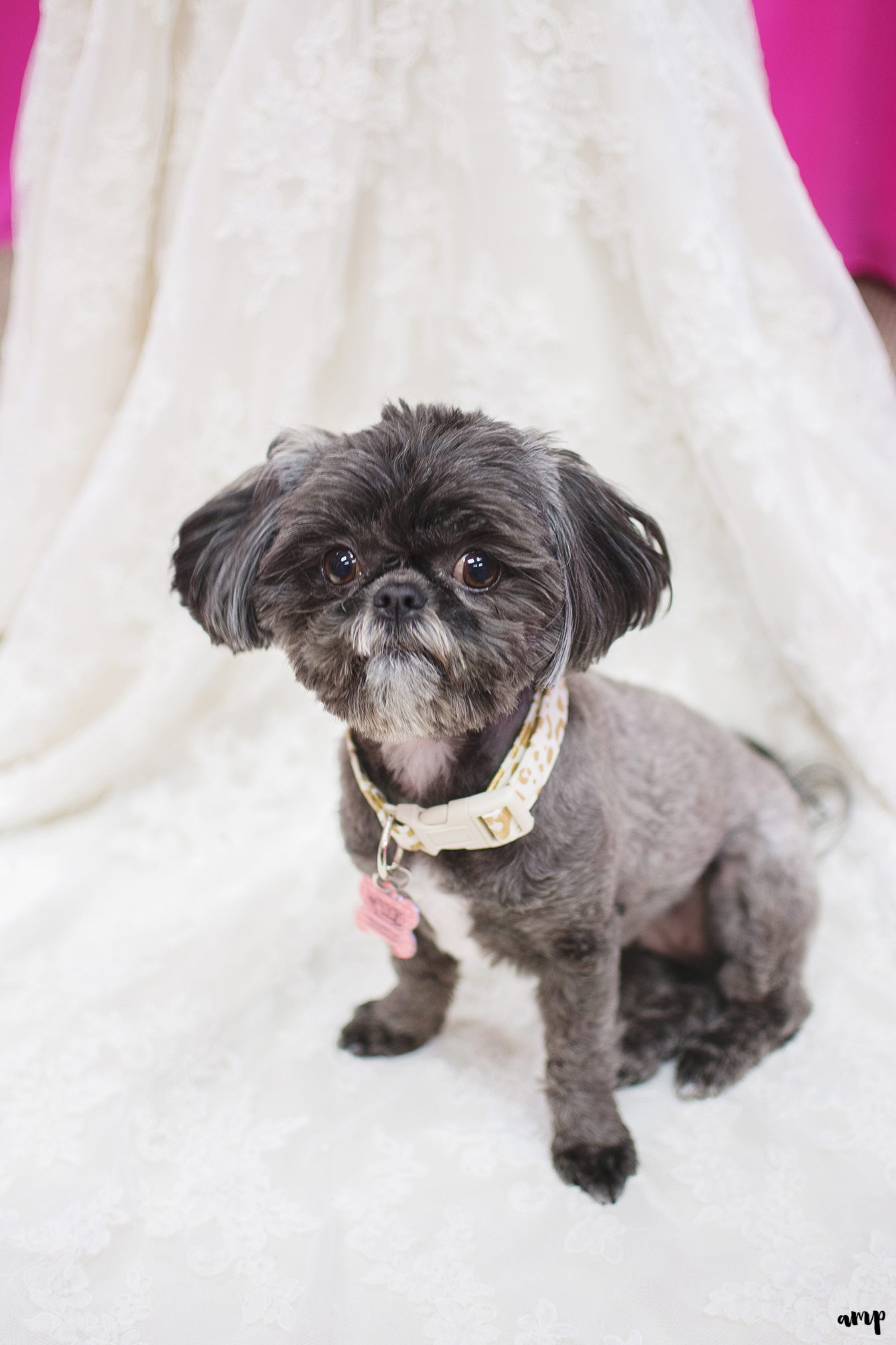 Bride & groom's puppy on wedding dress